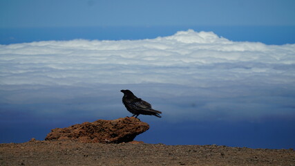 Kruk na szczycie góry. © John