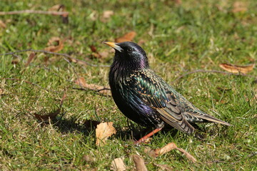 The starling is sitting on the green grass.