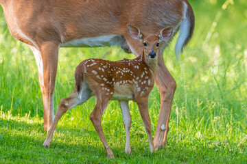 Baby white tail deer fawn standing in field near forest near doe  - Powered by Adobe