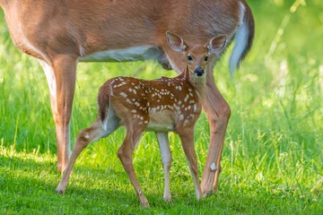 Tuinposter Baby white tail deer fawn standing in field near forest near doe  © Melissa