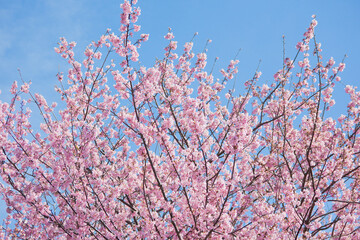 寺山公園のカワズザクラ	