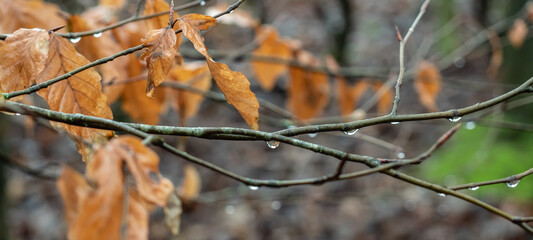 DRIED LEAVES IN AUTUMN 