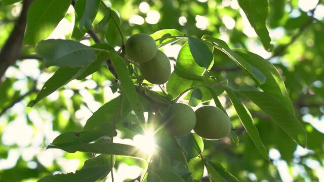 Closeup view 4k video of branches of walnut tree growing in garden ootdoors. Rays and beams of sunset sun sparkling sofly among leaves.