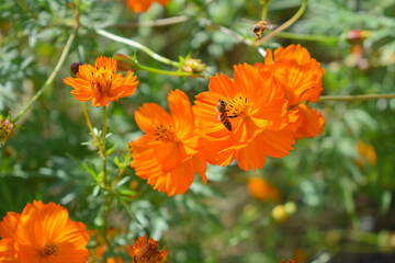 orange and flowers