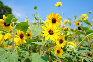 神奈川県横須賀市のソレイユの丘のひまわり畑