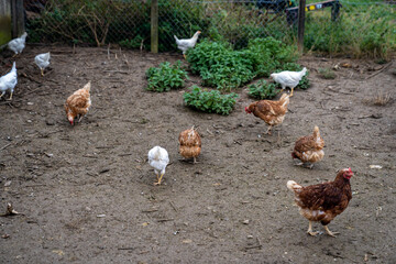 hens in the paddock on the farm