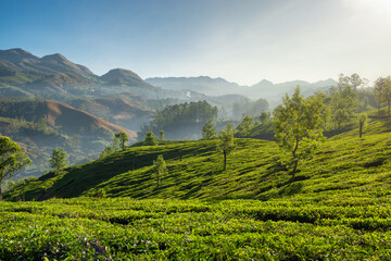 Beautiful fresh green tea plantations landscape in Munnar, Kerala, India