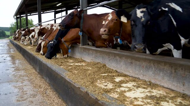 Close-up view of Ayrshire dairy cows eating at a food trough on a large scale dairy farm
