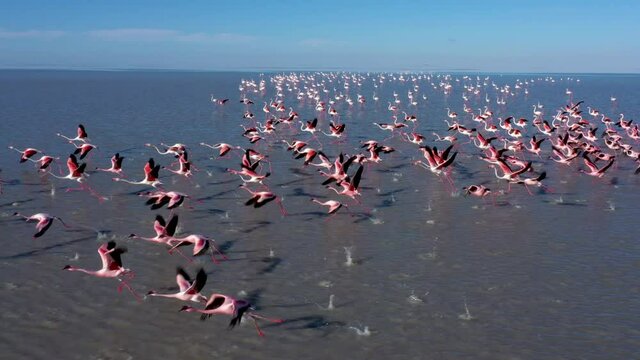 Spectacular aerial view of a flock of Greater and Lesser Flamingos flying across the Makgadikgadi Pan,Botswana