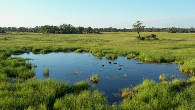 Aerial zoom in view of a small pod of hippopotamus wallowing in the swamps of the Okavango Delta, Botswana