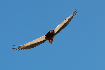 Eagle Bateleur with prey -  photo safari Namibia -blue sky 