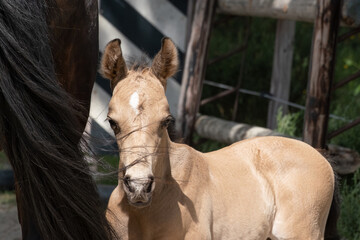 Head of a newborn yellow foal, his mother's tail flips over his head