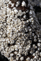 Barnacles by the Sea