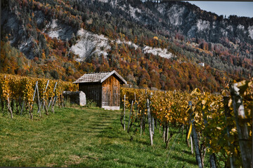 Bündner Herrschaft Weinregion und Weinberge in Graubünden in der Schweiz im Herbst, Wein, Reben, Blätter