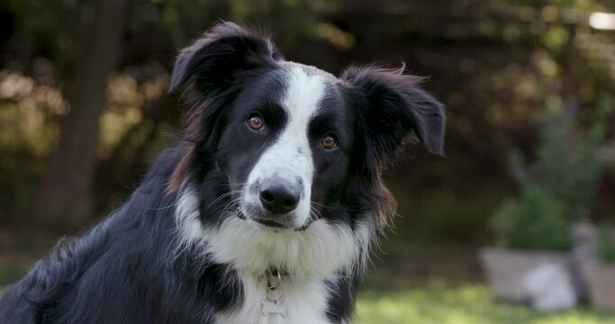  Close-up portrait of an adorably cute Border Collie dog tilts his head while looking into camera