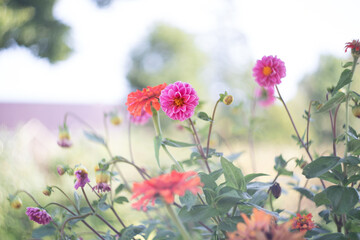 Obraz na płótnie Canvas Romantick pink and orange flowers blooming in garden. Retro, vintage feeling, Selective focus