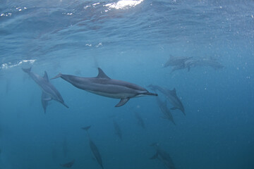 Fototapeta premium Spinner dolphins swimming in the group. Dolphins during the hunt. Marine life in the ocean. Snorkeling with dolphins. 