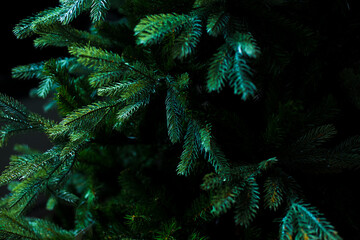 Dark green fir branches. Artificial plastic Christmas tree as real. Natural background for adding text and adds. New year concept wallpaper. 