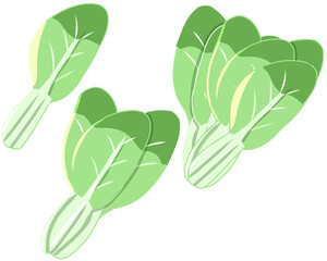 チンゲン菜(線無し)