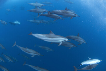 Spinner dolphins swimming in the group. Dolphins during the hunt. Marine life in the ocean. Snorkeling with dolphins. 