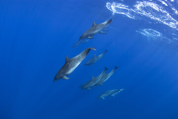 Bottlenose dolphins swimming in the group. Dolphins during the hunt. Marine life in the ocean....