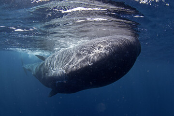 Naklejka premium Sperm whale near the surface. A huge whale takes a rest in the Indian ocean. Exotic snorkeling in the ocean. Swimming with the sperm whale. 