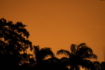 Orange sunset and palm silhouettes
