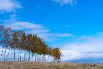 北海道美瑛の木