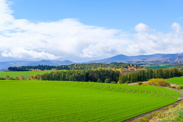 北海道美瑛の丘