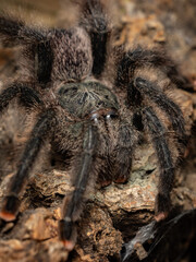 pink footed tarantula resting on tree trunk