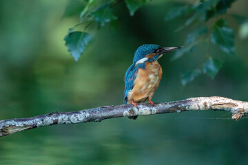 Beautiful blue Kingfisher bird, male Common Kingfisher, sitting on a branch, back profile