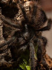 pink footed tarantula resting on tree trunk