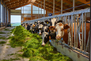 Cows feeding in the barn. - 399378995
