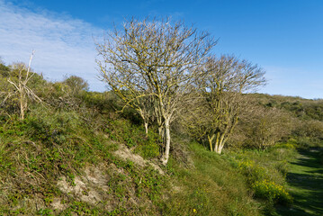 Obraz premium Trockener Baum auf Baltrum