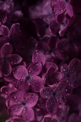 Beautiful purple lilac flowers. Macro photo of lilac spring flowers.