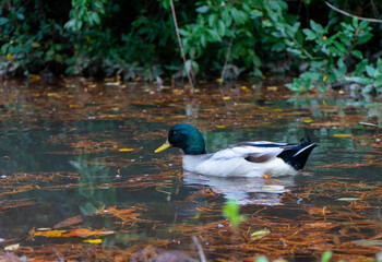 duck in the water