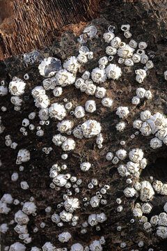 Barnacles on the beach