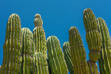 

Green cacti in the california desert