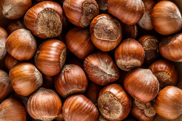 Macro photo Hazelnut nuts. Photo nature food Hazelnut nuts in shell.Turkish hazelnuts. organic natural food. nuts vertical framing. food photos
