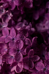 Beautiful purple lilac flowers. Macro photo of lilac spring flowers.
