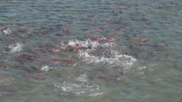Splashing spawning sockeye salmon - Oncorhynchus nerka in river, Kamchatka, slow motion 4k
