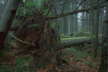 roots of a tree, fallen tree, moss, forest