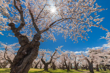 青葉ケ丘公園の桜