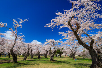 青葉ケ丘公園の桜