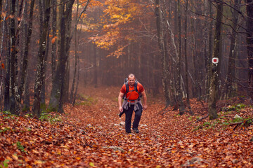 Fototapeta premium Hiking into the foggy forest