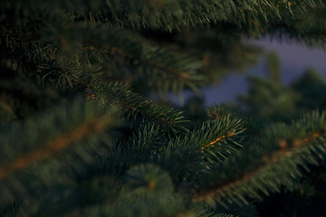 colorful fluffy fir branches - close up. Merry Christmas and Happy Holidays greeting card, frame, banner. New Year.