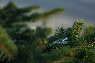 fluffy fir branches with little icicles - close up. Merry Christmas and Happy Holidays greeting card, frame, banner. New Year.
