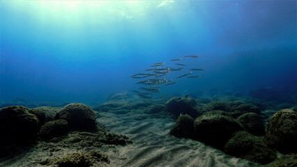 Fototapeta na wymiar Shoal of Barracudas over the coral reef in sunlight