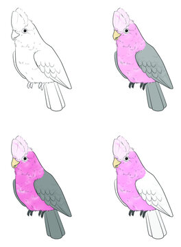 モモイロインコ」の写真素材 | 17,377件の無料イラスト画像 | Adobe Stock