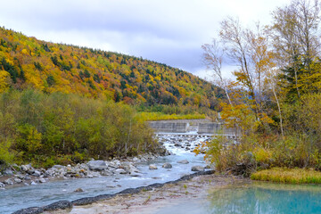 北海道美瑛の青い池